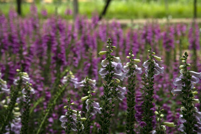 Close-up of fresh purple flowers in field