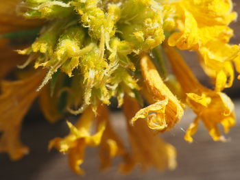 Close-up of yellow flowering plant