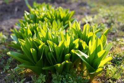 Close-up of flowering plants on land