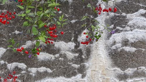 Close-up of red flowers