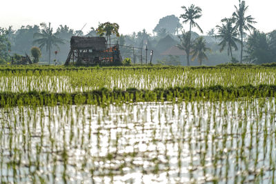 Scenic view of rice field against sky