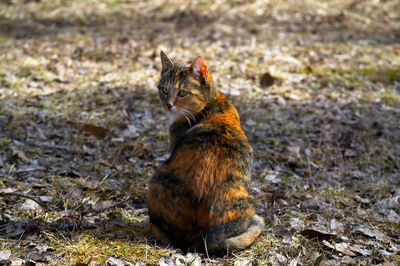 Close-up of a cat looking away on land