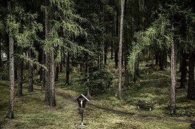 View of trees in forest