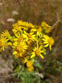 Close-up of yellow flowering plant on field