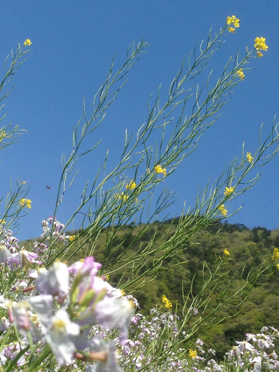 low angle view, growth, tree, flower, blue, branch, nature, beauty in nature, clear sky, fragility, freshness, sky, leaf, plant, day, tranquility, sunlight, outdoors, blooming, no people