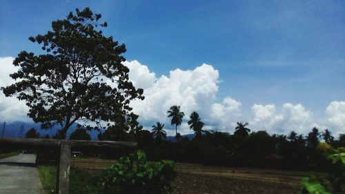 Trees against blue sky