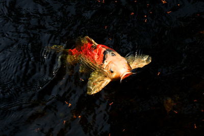 High angle view of fish swimming in sea