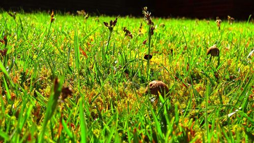 Plants growing on grassy field