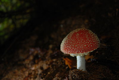 Close-up of mushroom growing on field