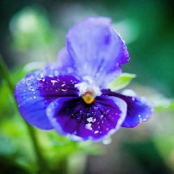 Close-up of purple flower