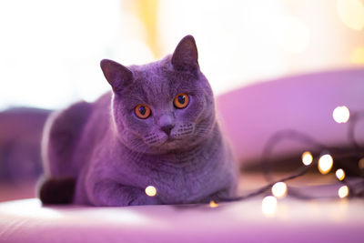 Close-up portrait of a cat