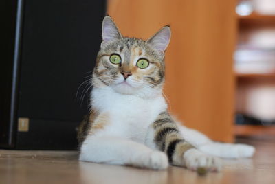 Close-up portrait of tabby cat