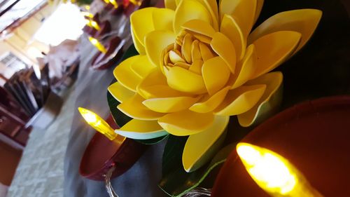 Close-up of yellow flower