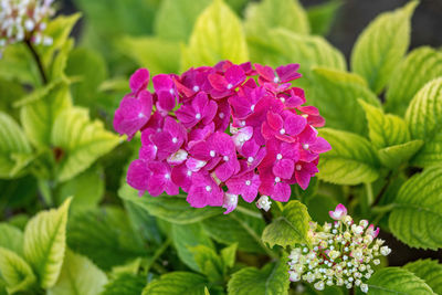 Close-up of pink flowering plant