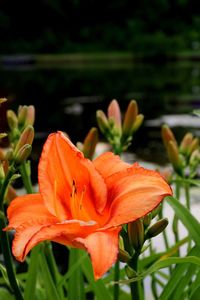 Close-up of orange day lily blooming in park