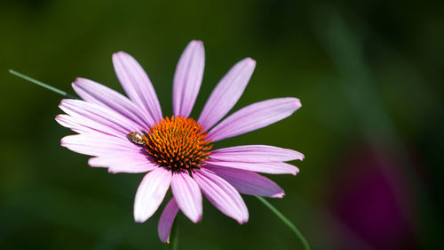 Close-up of ladybug on flower