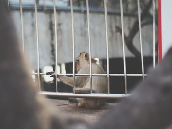 Close-up of cat in cage