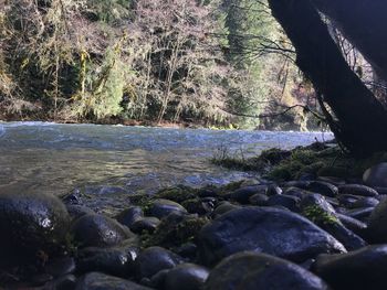 Close-up of pebbles in river against trees in forest