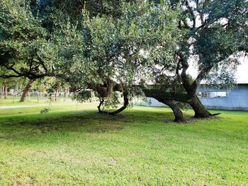 Trees on field