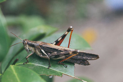 Close-up of brown insect