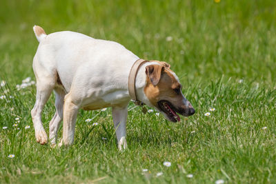 Dog lying on grass