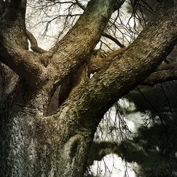 Low angle view of bare trees in forest