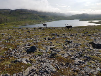 View of sheep on shore