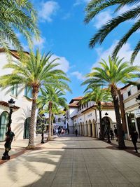 Palm trees by street against sky