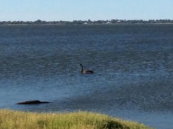 Bird in lake against sky