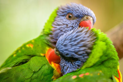 Close-up of parrot perching on leaf