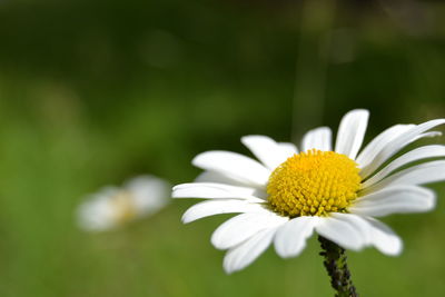 Close-up of daisy flower