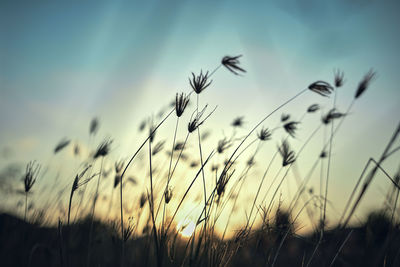 Close-up of stalks in field against sky at sunset