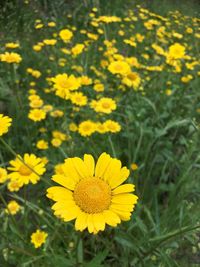 Close-up of yellow flowering plant on field