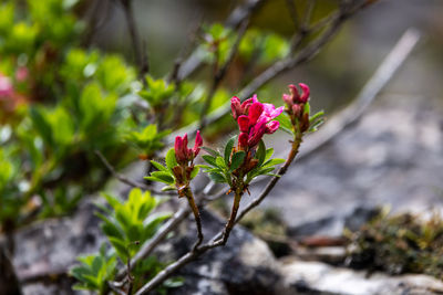 nature