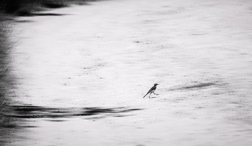 View of a bird on the beach