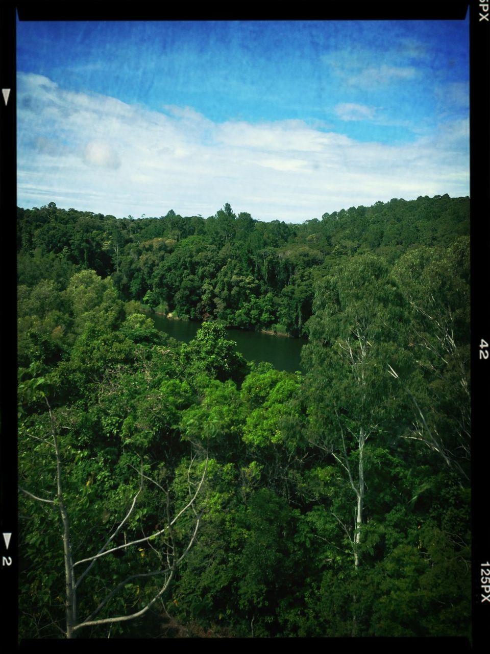 transfer print, tree, auto post production filter, sky, growth, tranquility, green color, tranquil scene, nature, beauty in nature, cloud - sky, scenics, lush foliage, cloud, landscape, day, forest, mountain, no people, outdoors