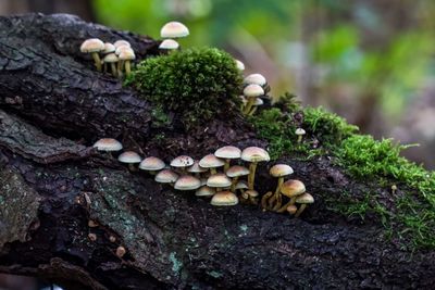 Close-up of mushrooms growing on tree in forest