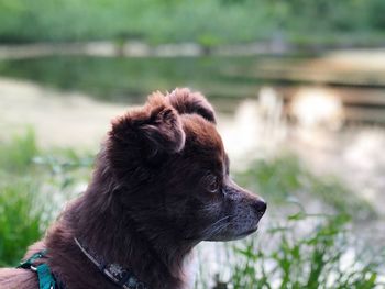 Close-up of dog looking away