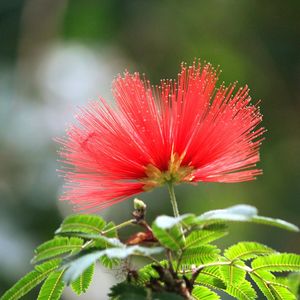 Close-up of red hibiscus blooming outdoors