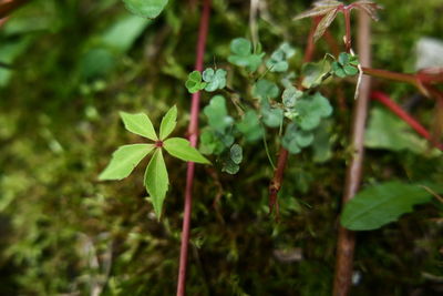 Close-up of raindrops on plant