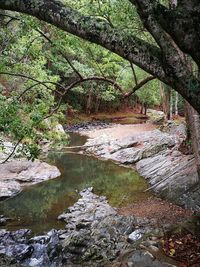 Scenic view of landscape and forest