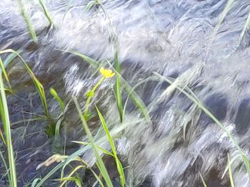 Full frame shot of plants in river