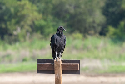 Bird perching on a wood