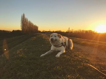 Dog on field against clear sky during sunset