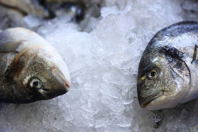 Close-up of fish in ice at market