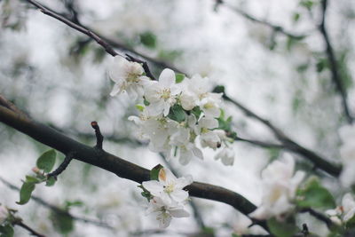 Close-up of white cherry blossom tree