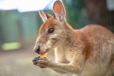 Close-up of an animal