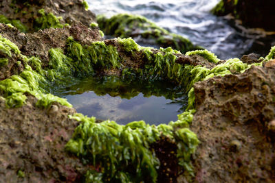 Close-up of moss growing on rock