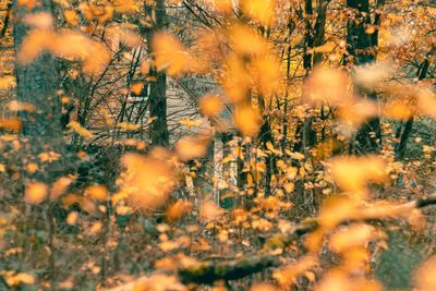 Trees on field in forest during autumn