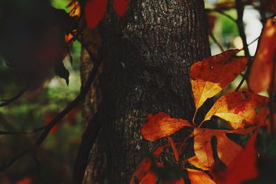 Close-up of maple tree during autumn